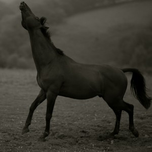 Single Pferd